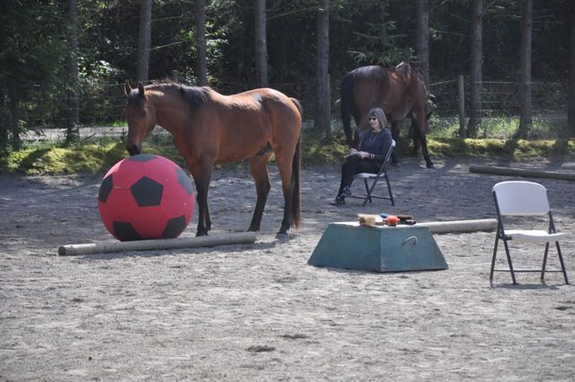 Horse and ball
