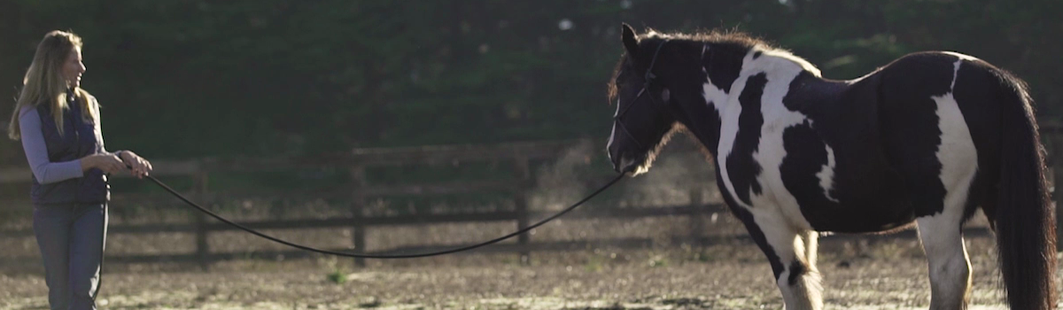Wonder Equine Therapy