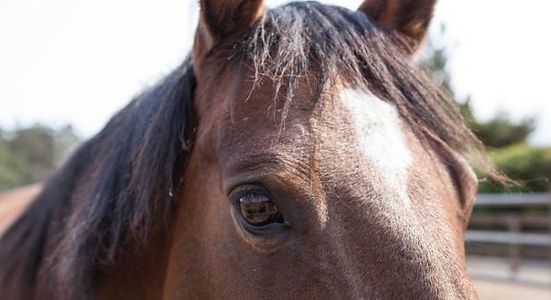 The horse named May